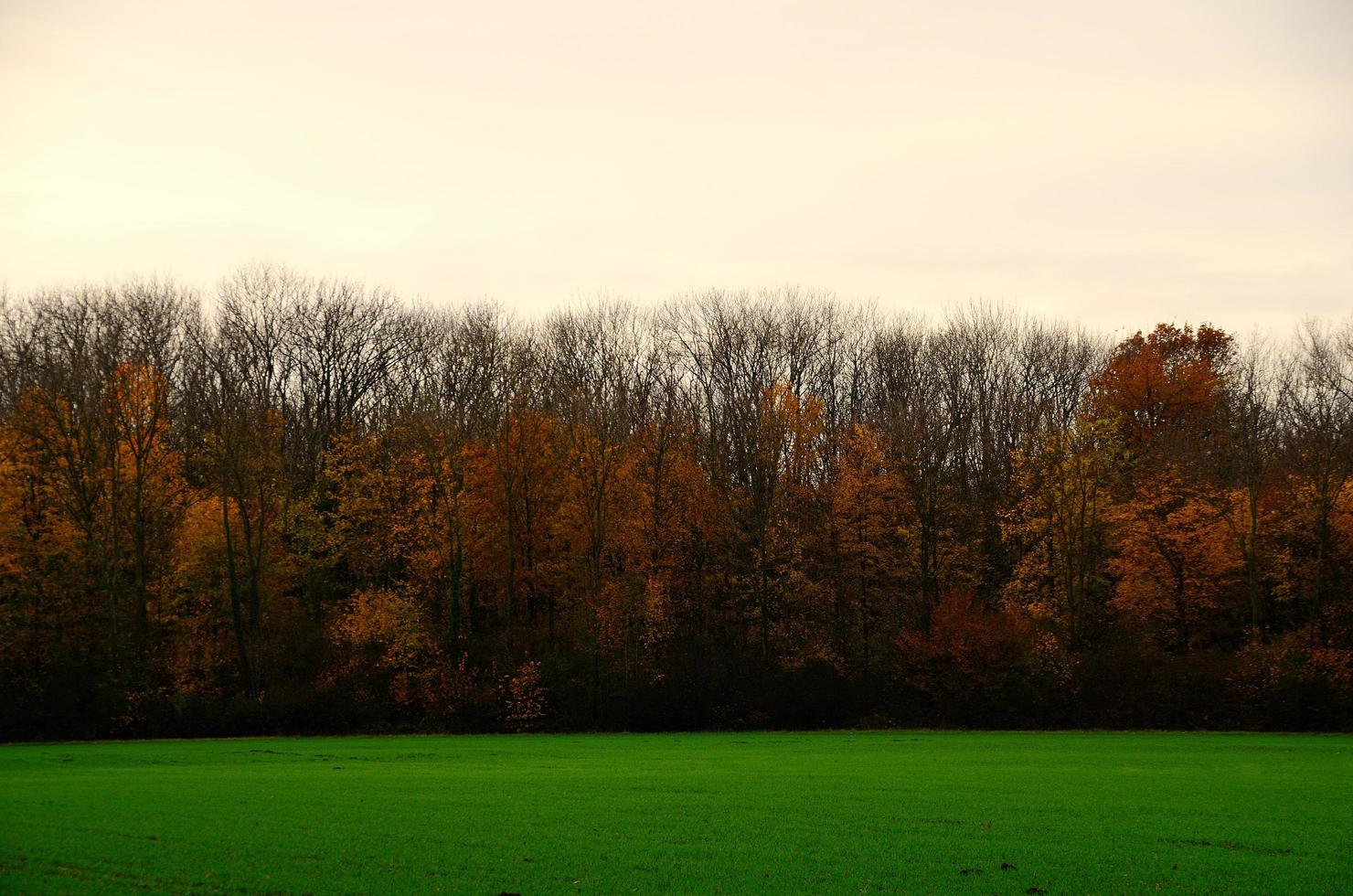autumn forest and green field photo