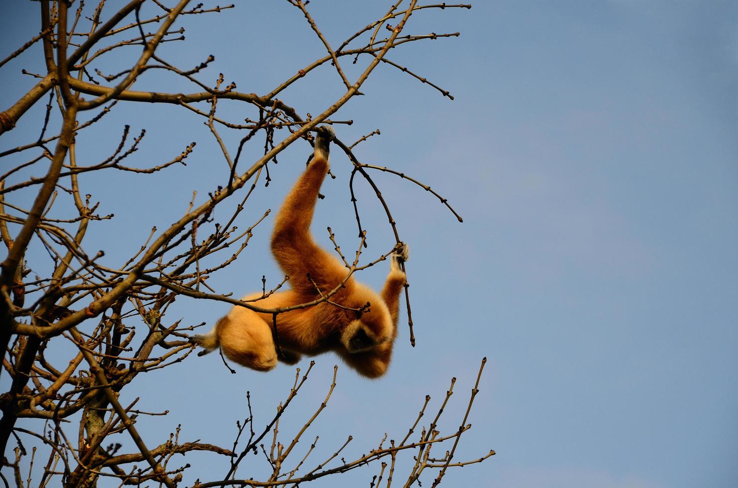 monkey hanging from a tree photo