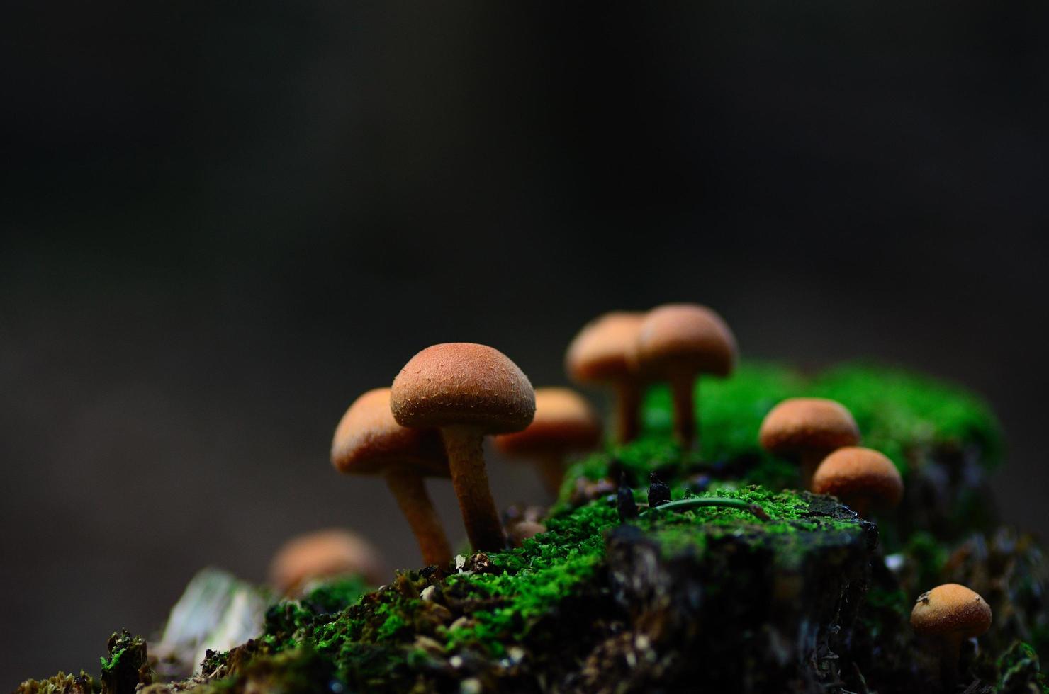 mushrooms on moss in autumn photo