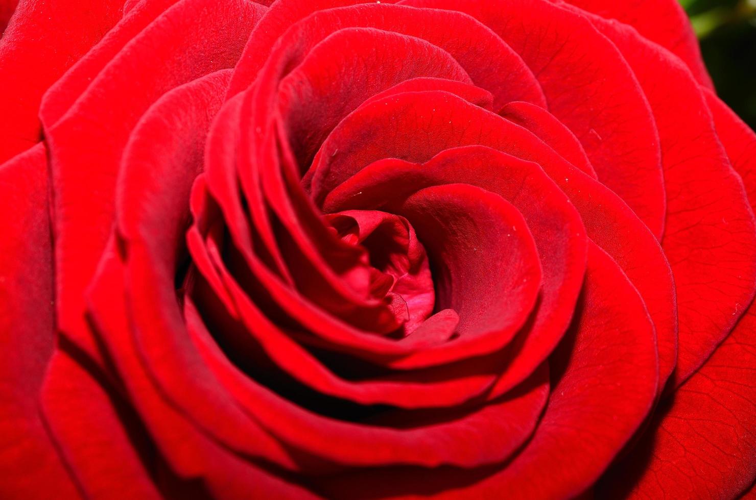 red rose detail view photo