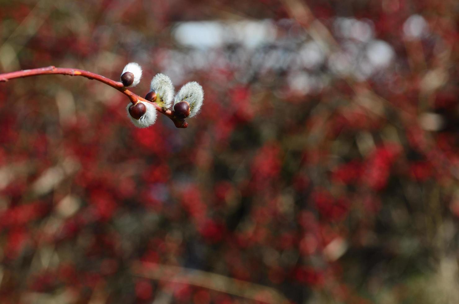 palm kitten and red shrub photo