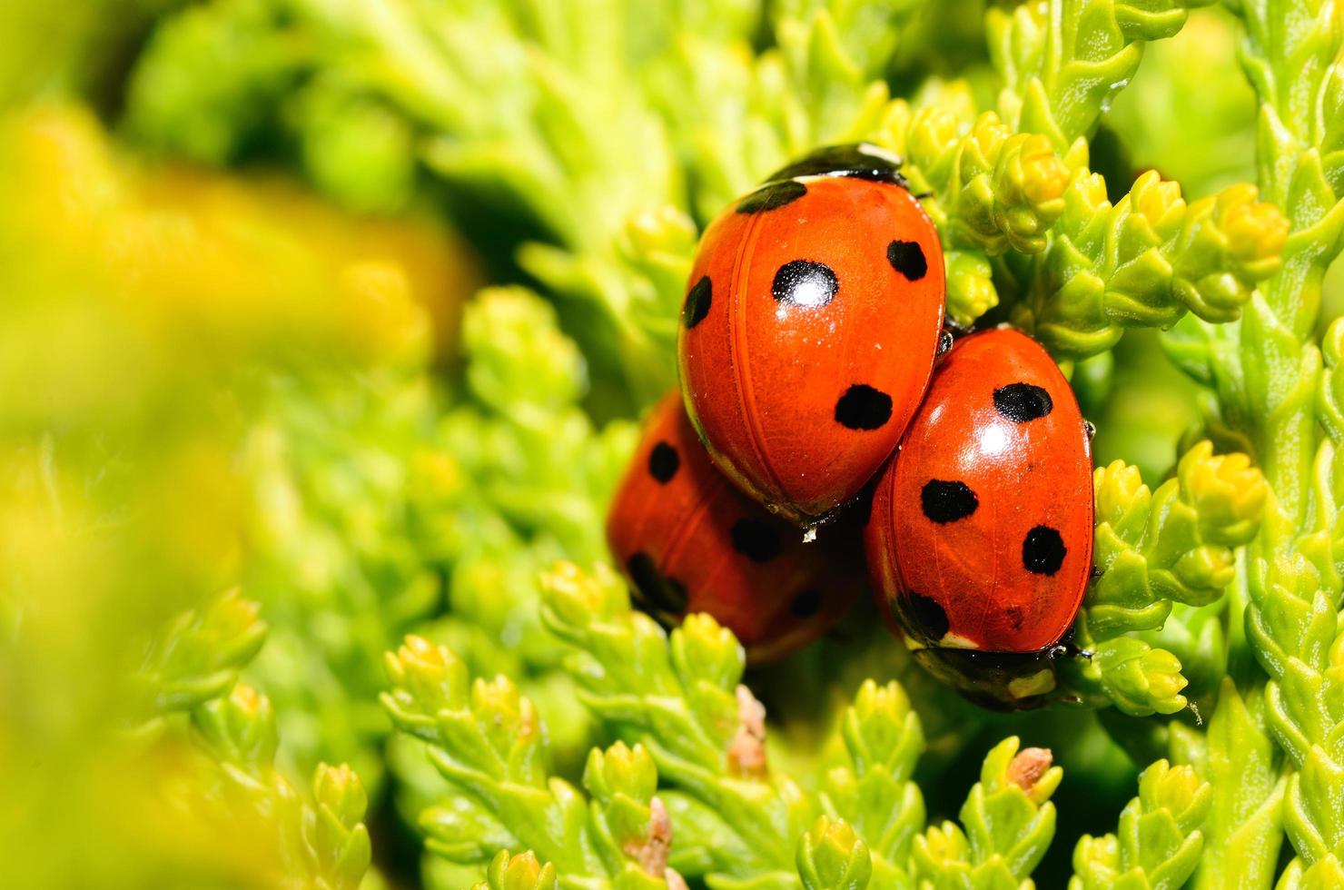 three ladybugs on each other photo