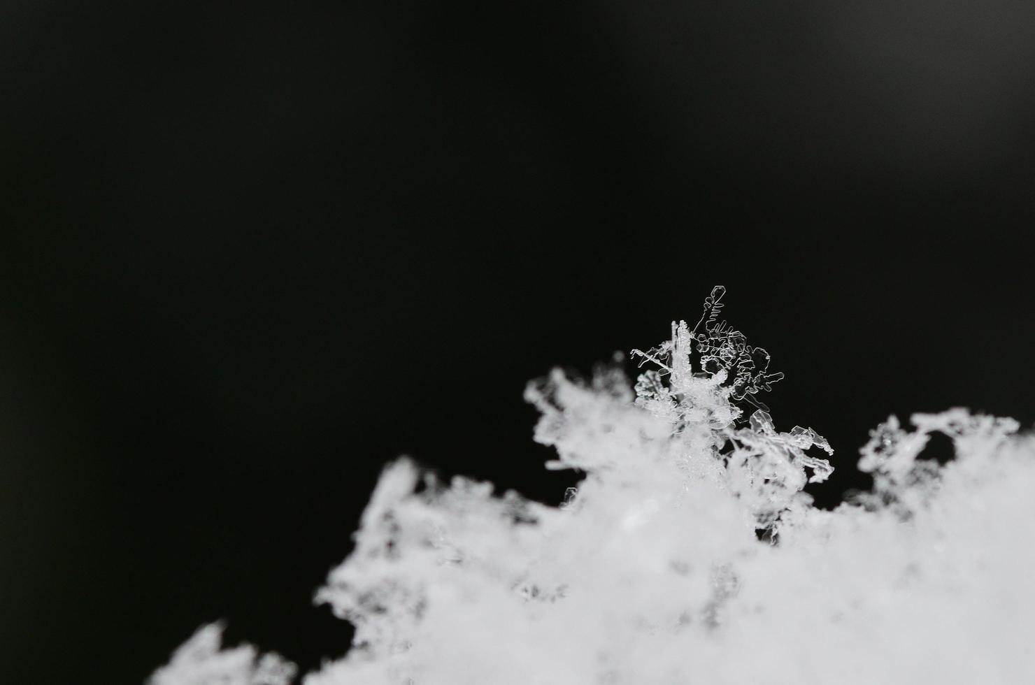 fragile snow crystals with black photo