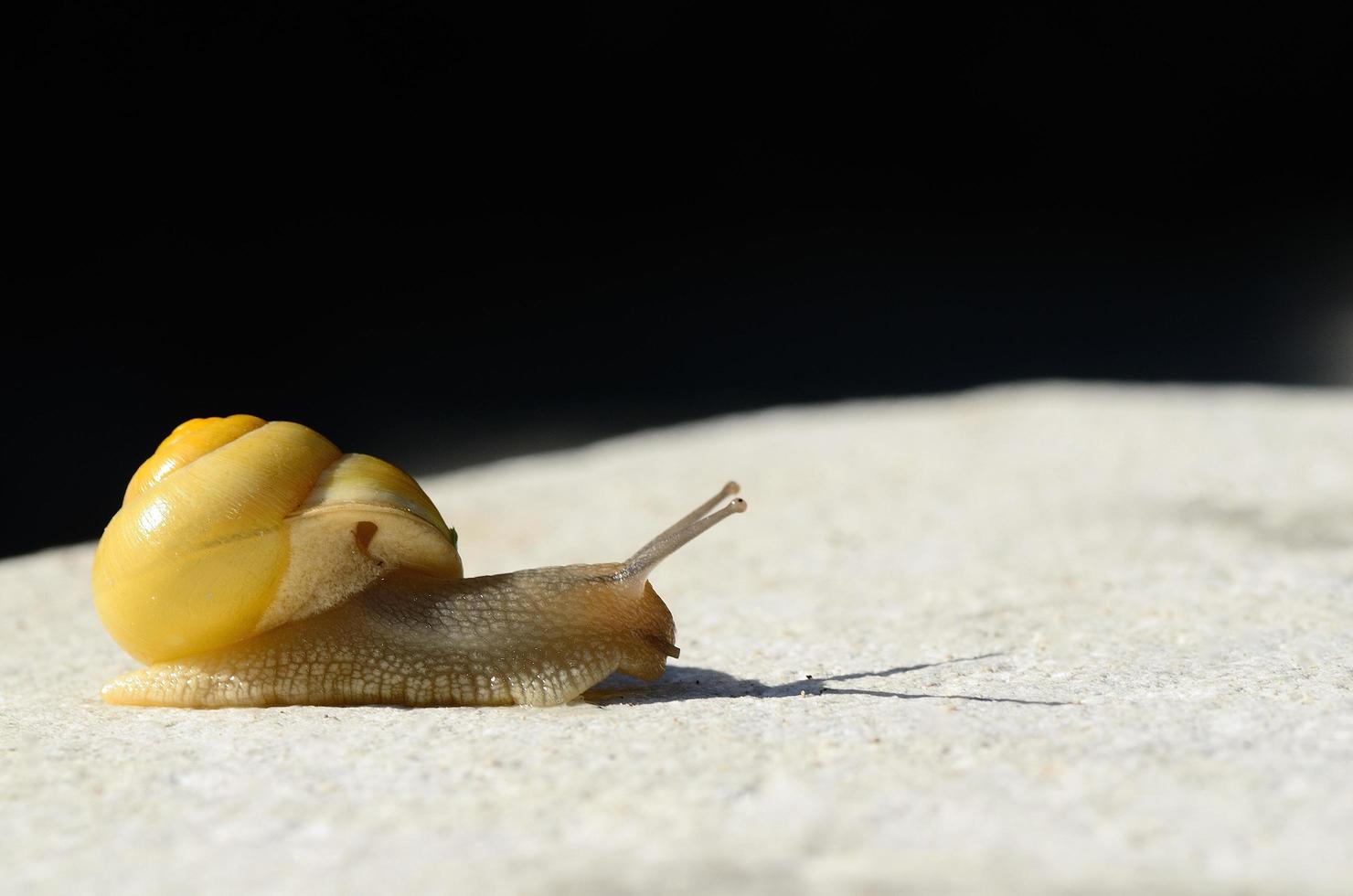 caracol amarillo sobre blanco con negro foto