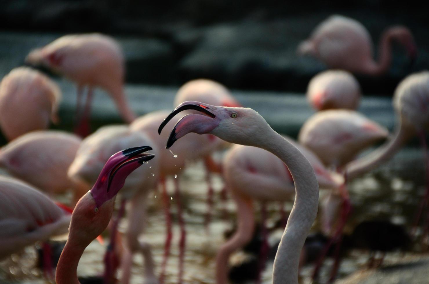 two flamingos with drops of water photo