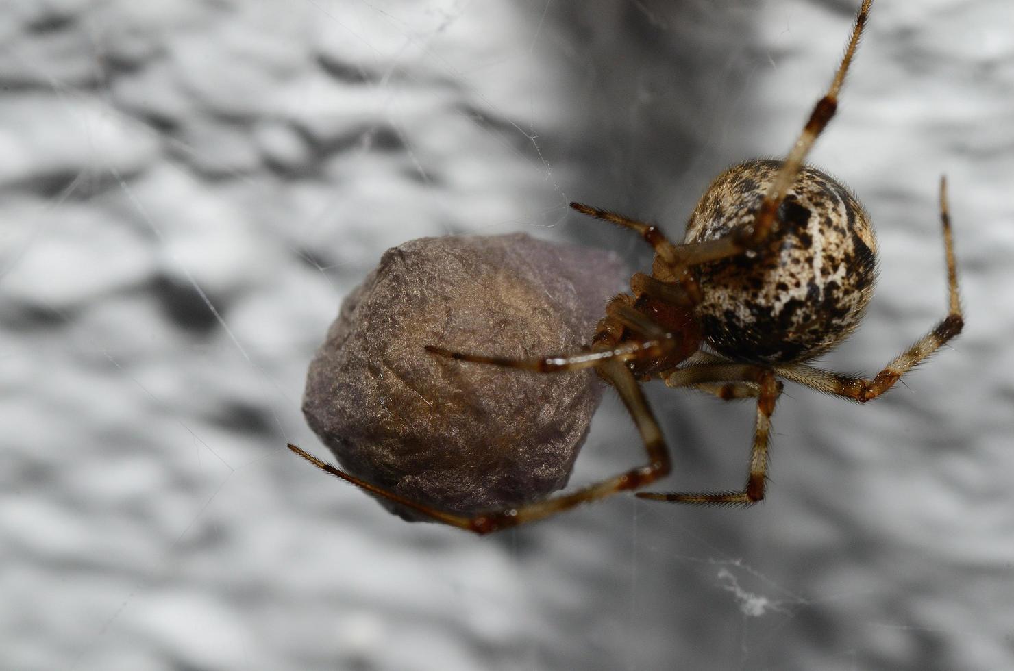 araña con capullo foto