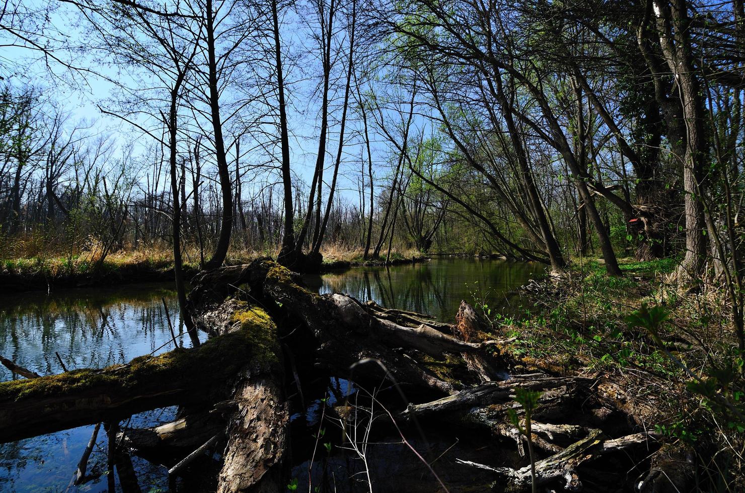 creek in natur photo