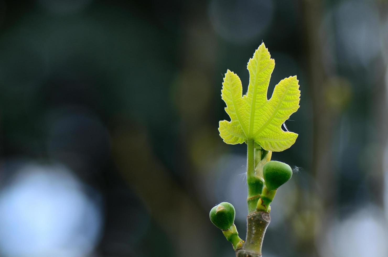 hoja de parra en primavera foto