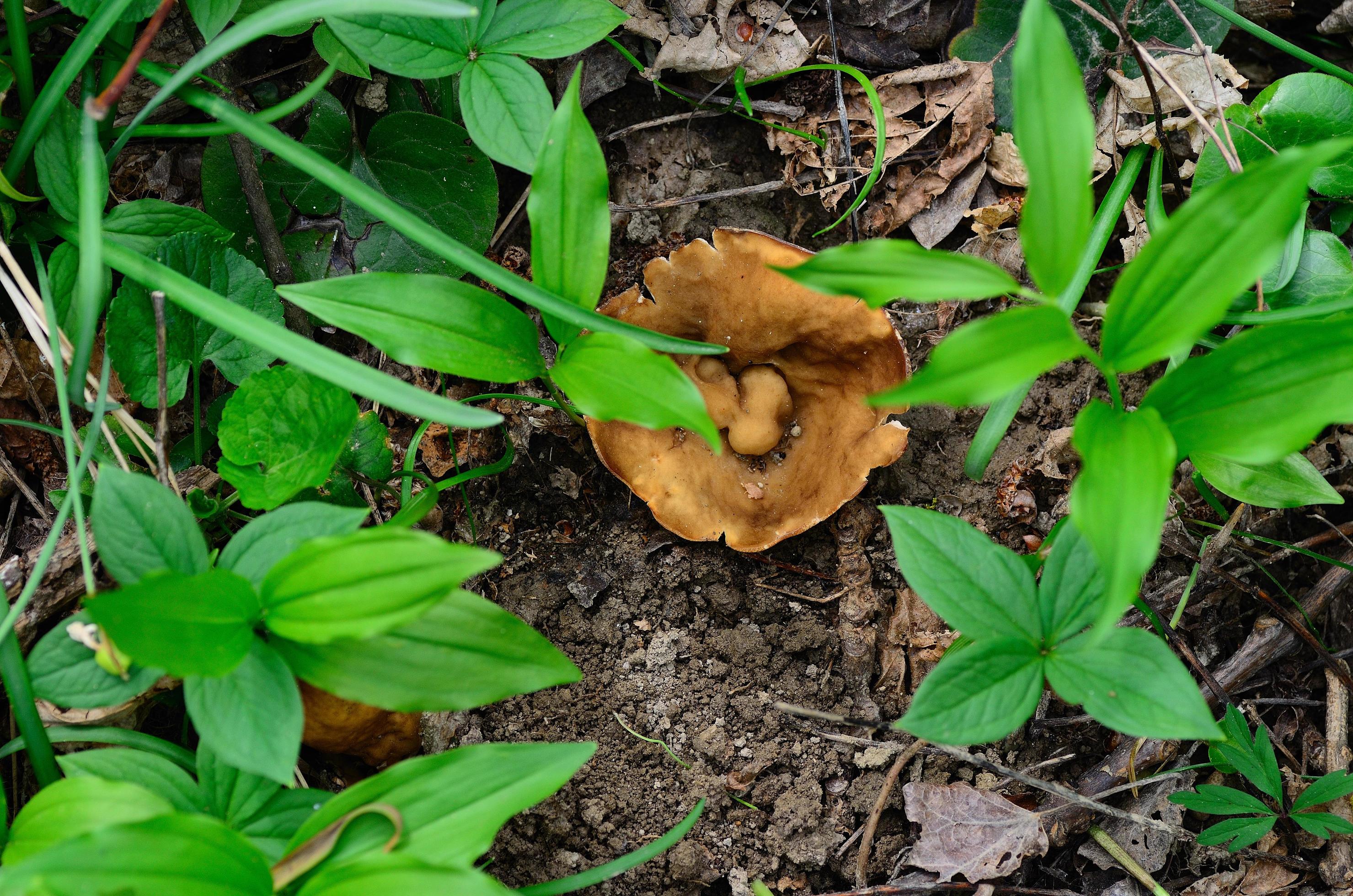 morel on the ground 6217471 Stock Photo at Vecteezy
