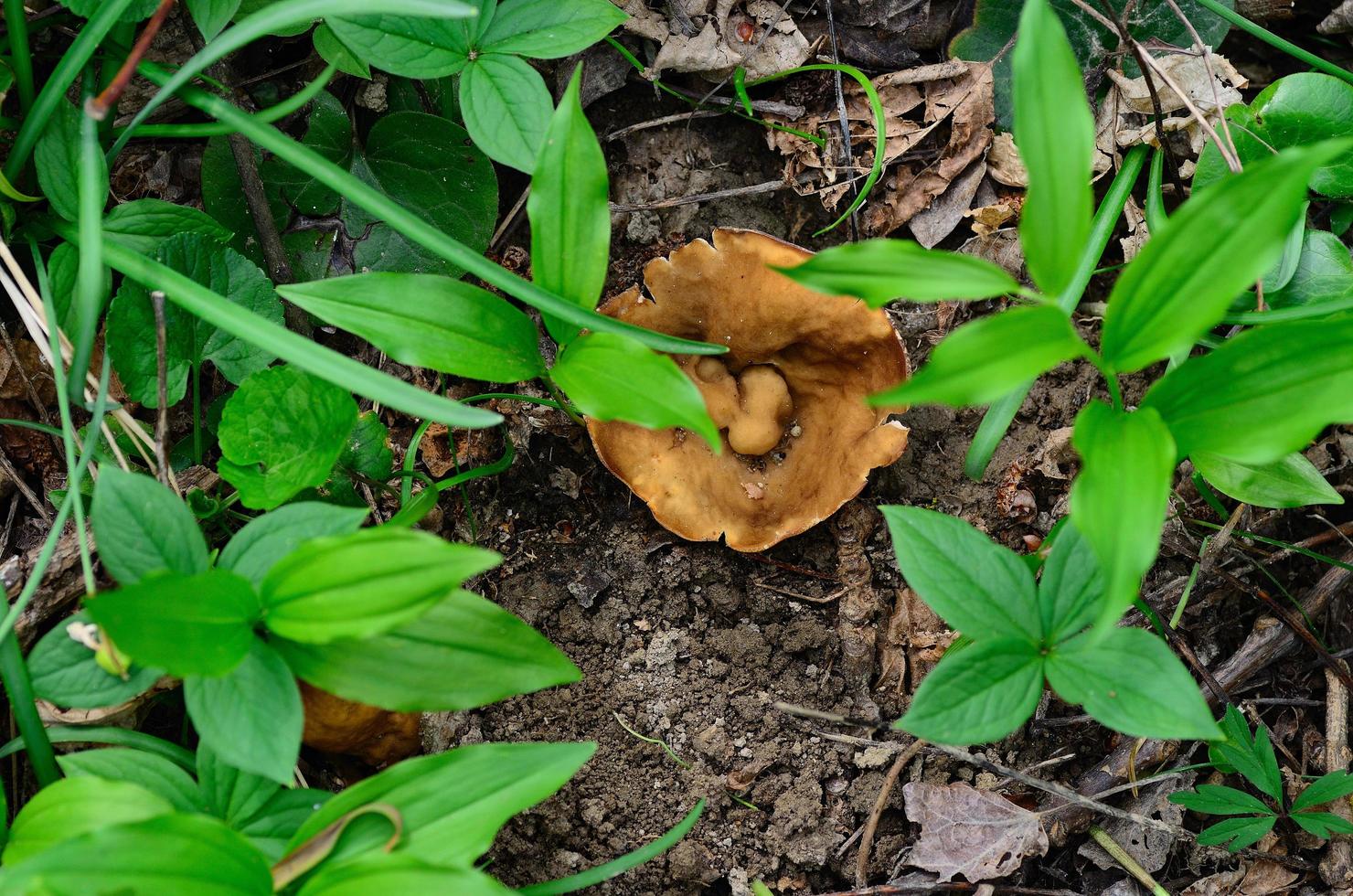 morel on the ground photo