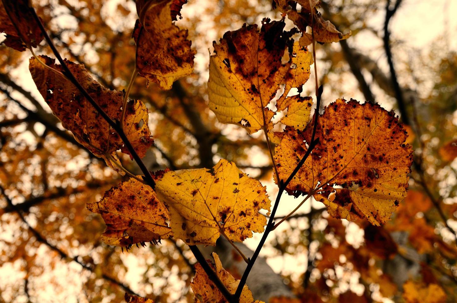 otoño colorido con hojas en el árbol foto