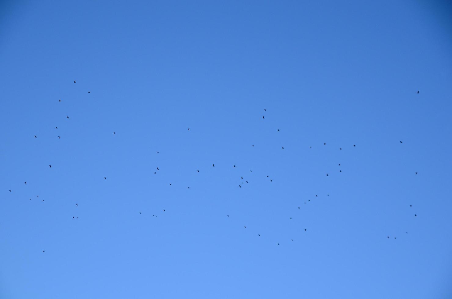 muchas aves en otoño foto