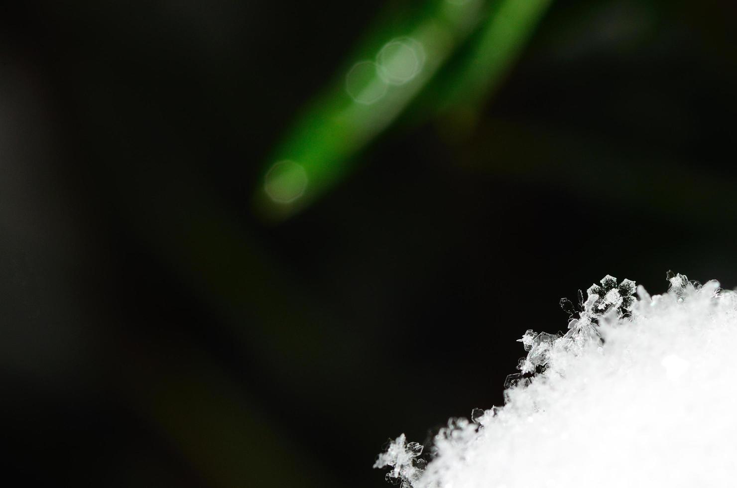 snow crystal on shrub and black photo