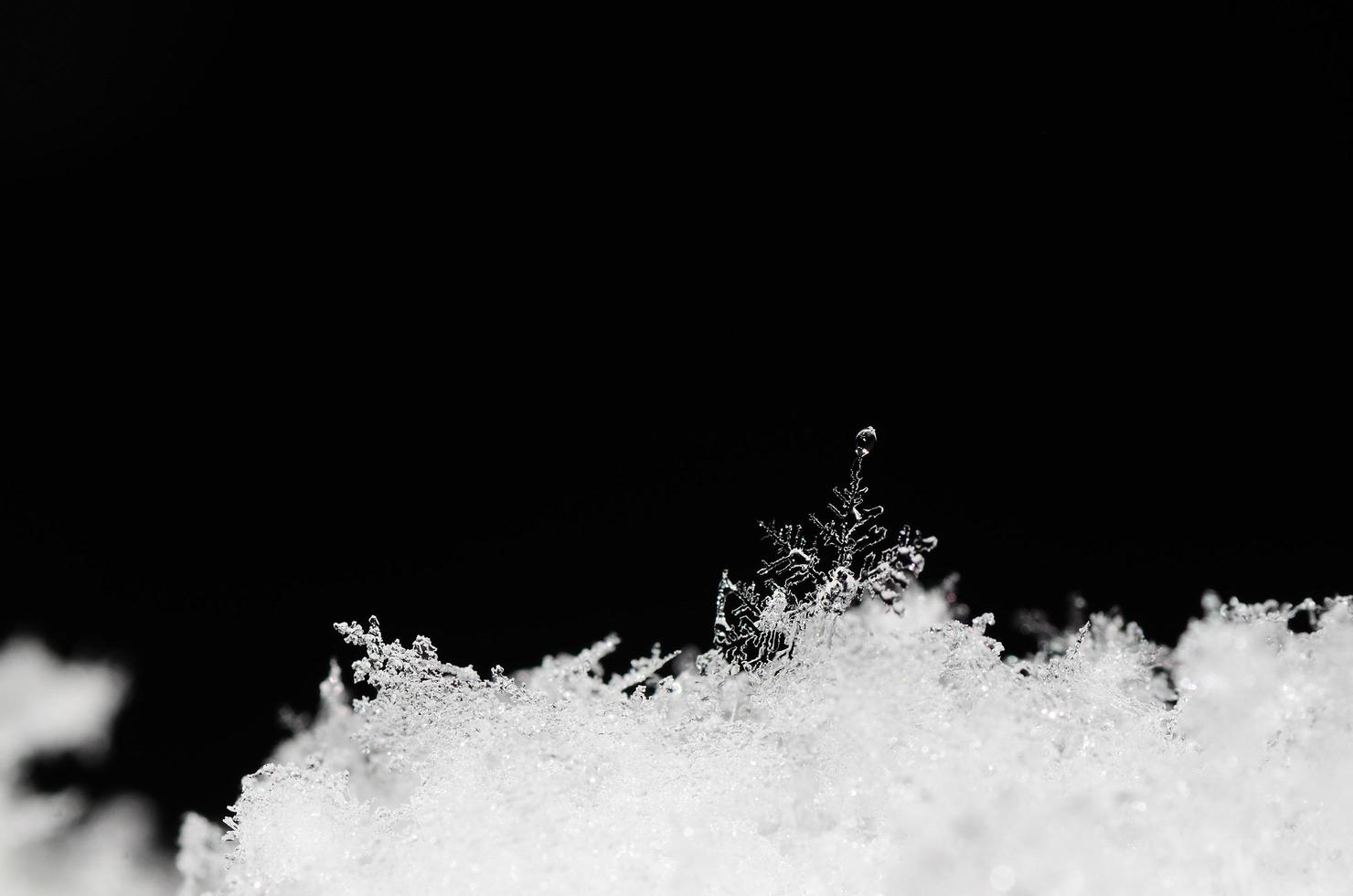 snow crystal in fresh snow photo