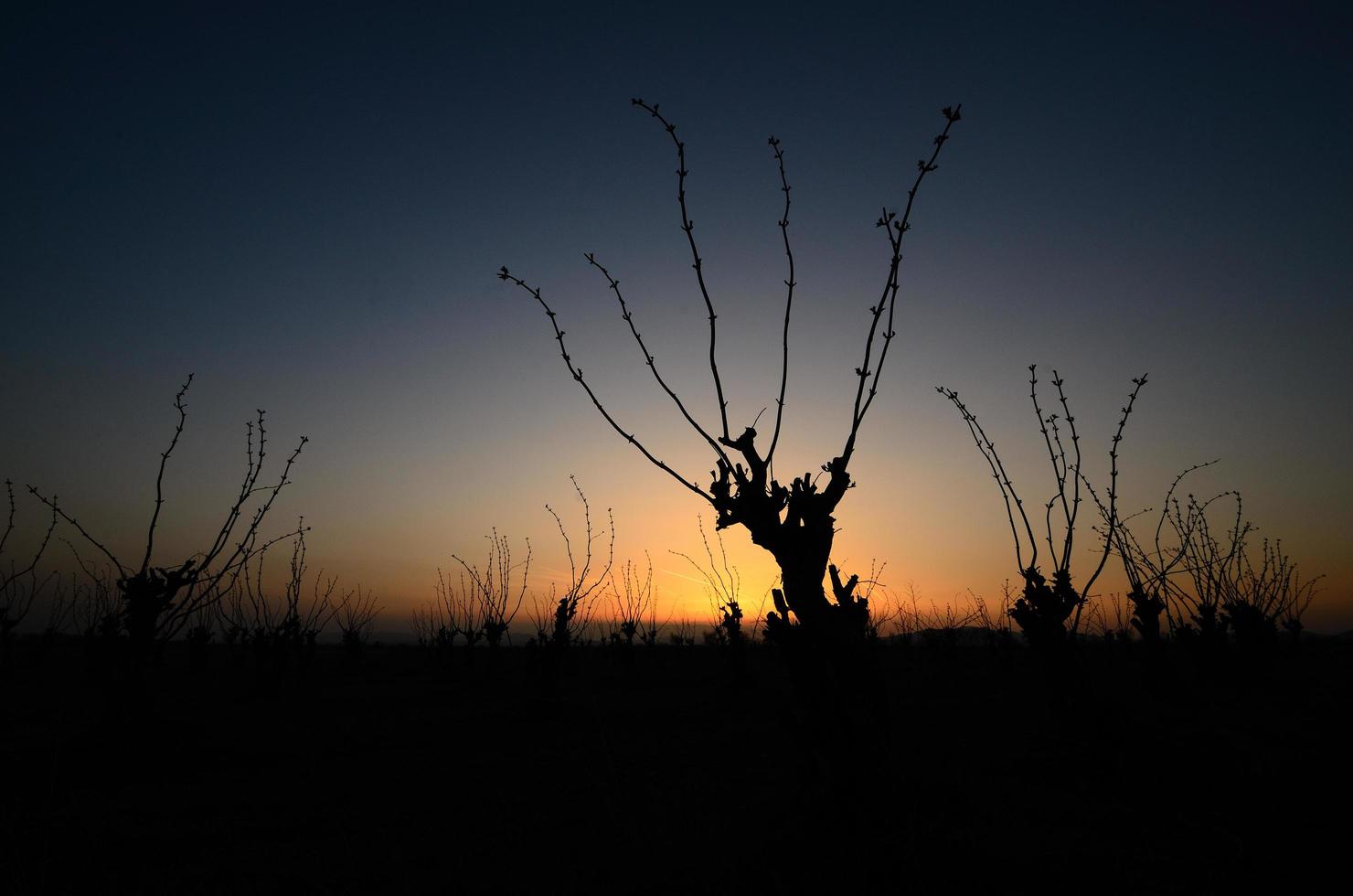 shrubs at sunset photo