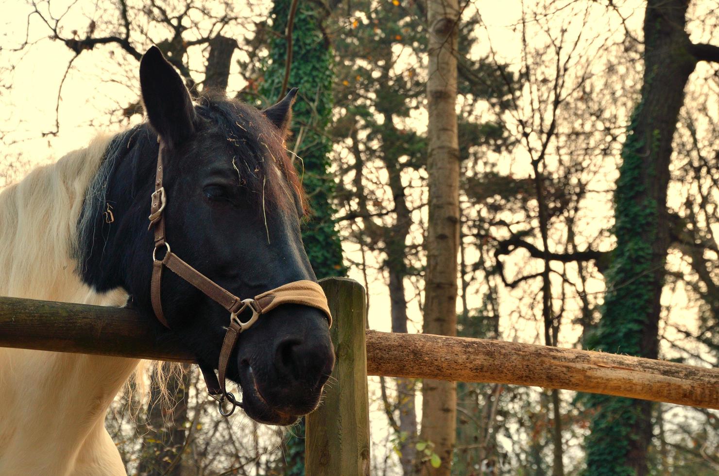 horse on a ranch photo