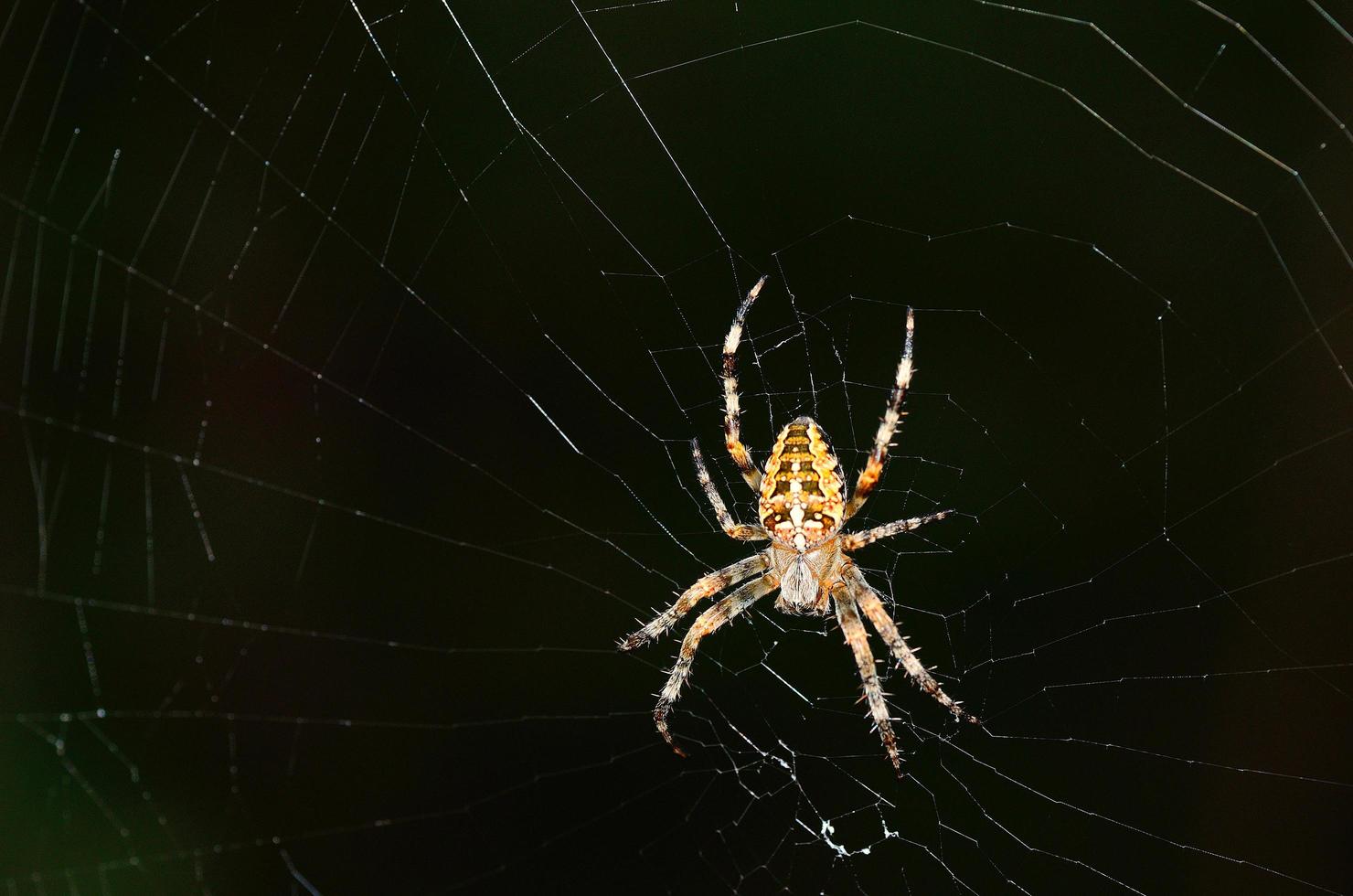 araña grande con red foto