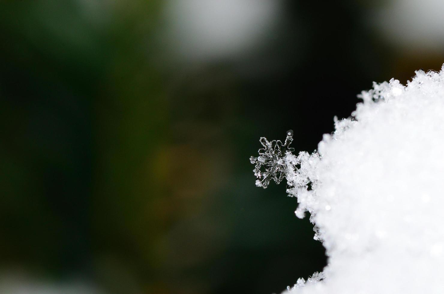 single snow crystal colorful photo