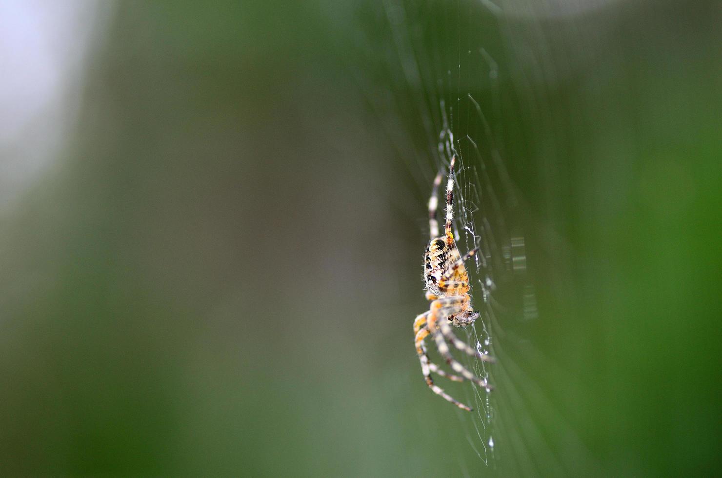 spider and web side view photo