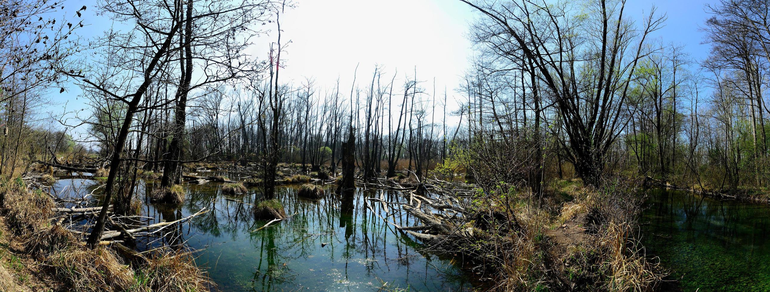 nature landscape with swamp panorama photo