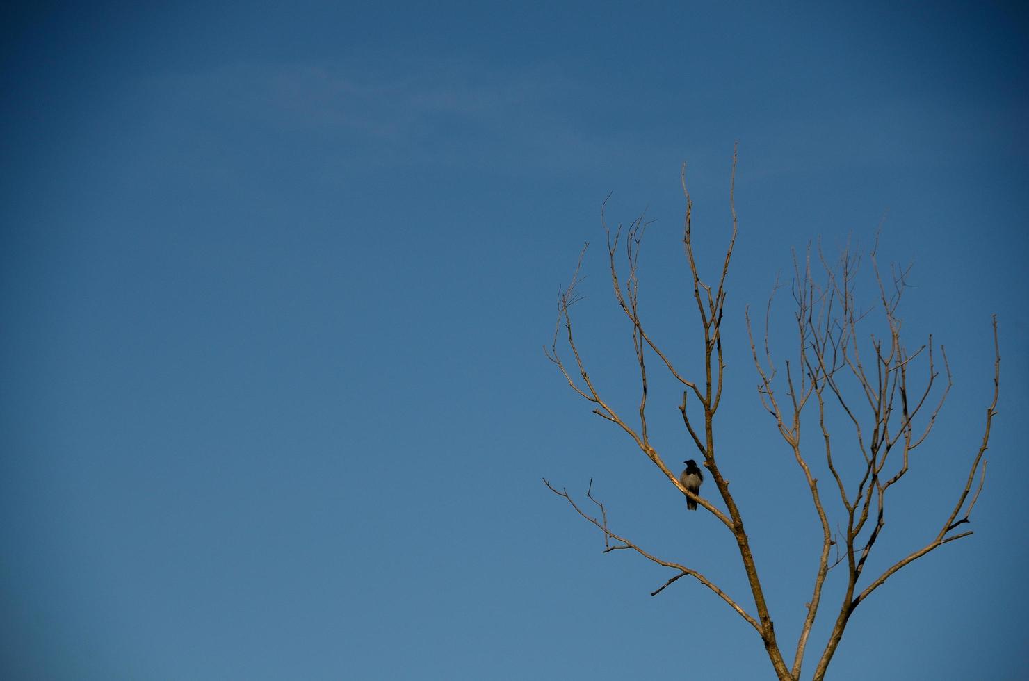 bird tree with blue sky photo