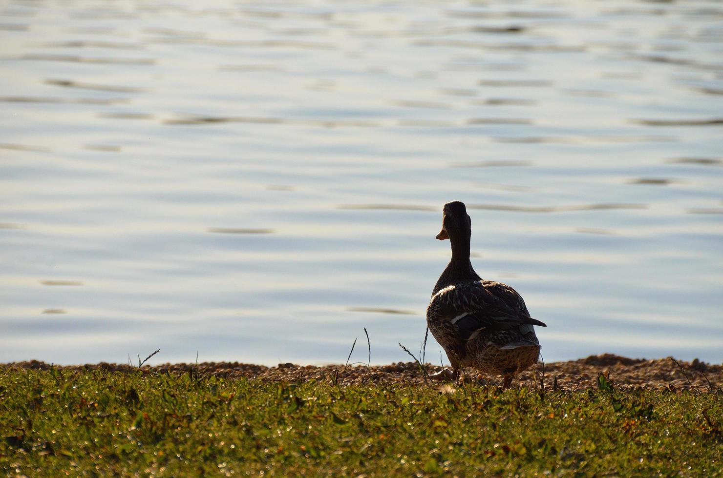 duck on the shore of a lake photo