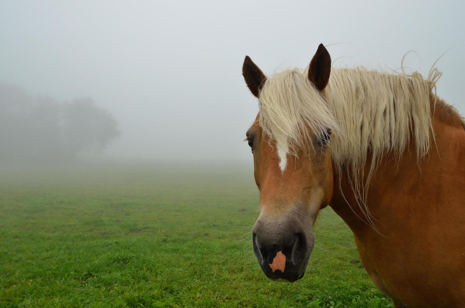 horse close up with fog photo