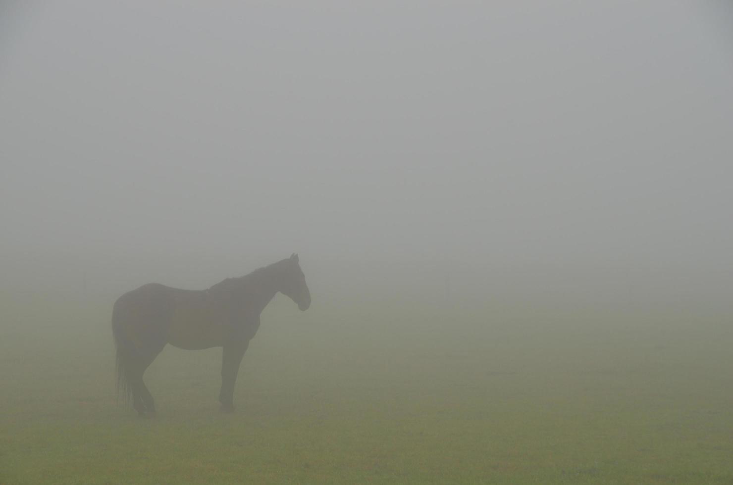 horse outline in heavy fog photo