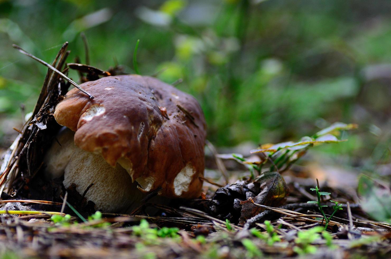 hongo de piedra en el suelo del bosque foto