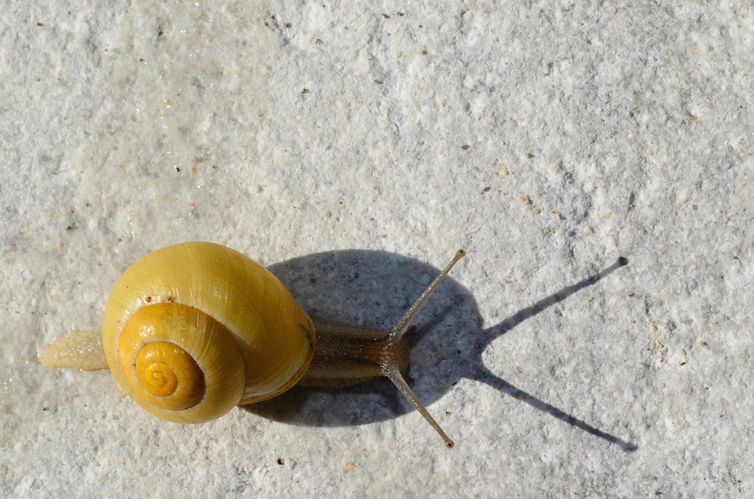 yellow snail with shadow photo