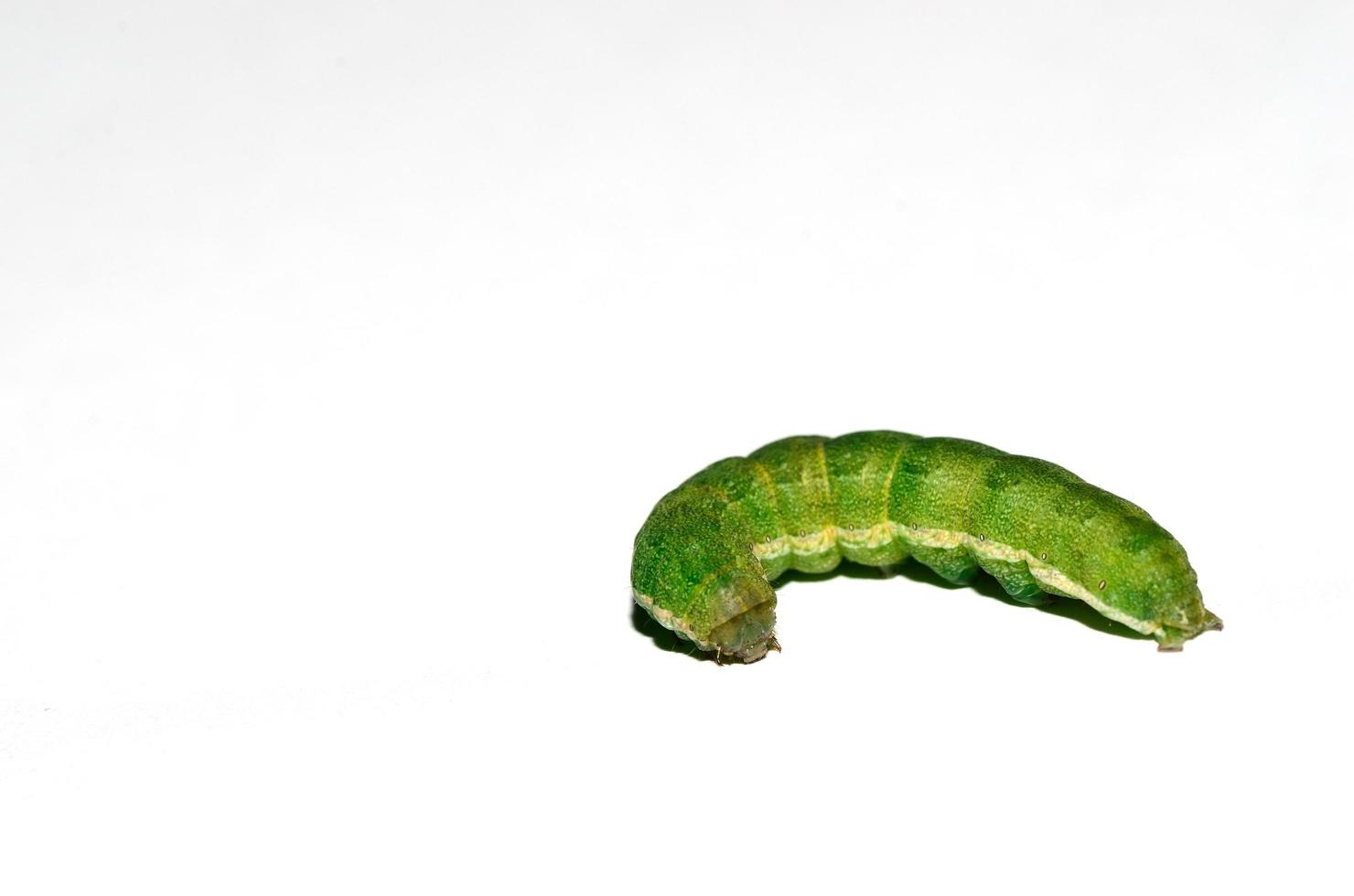 green caterpillar on white background photo