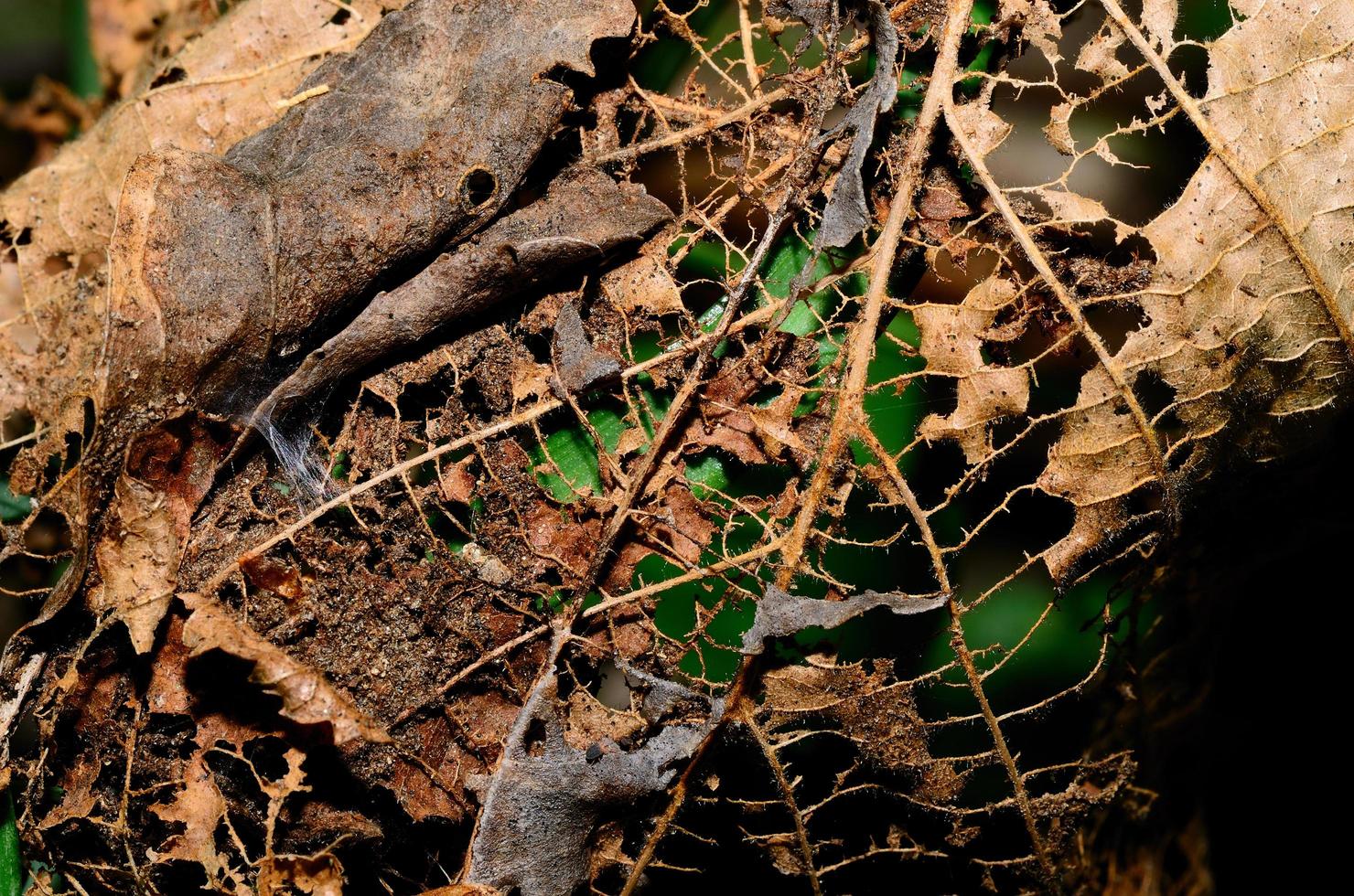 decomposed leaf the spring photo