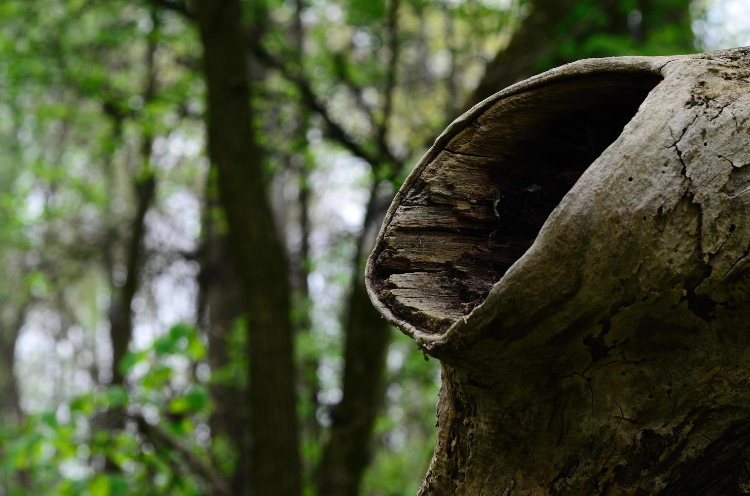 large knothole in the forest photo