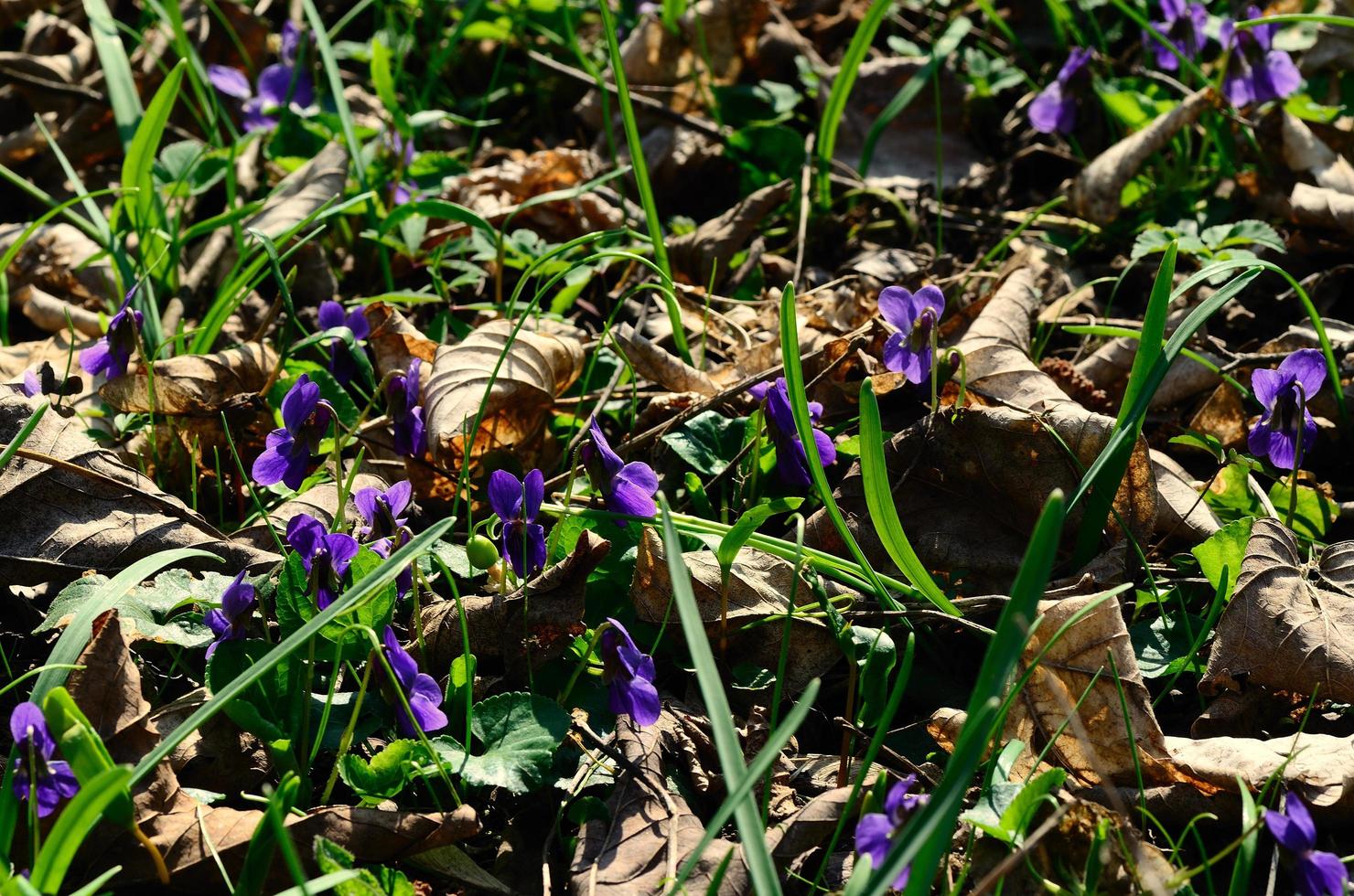 muchas violetas en la primavera foto