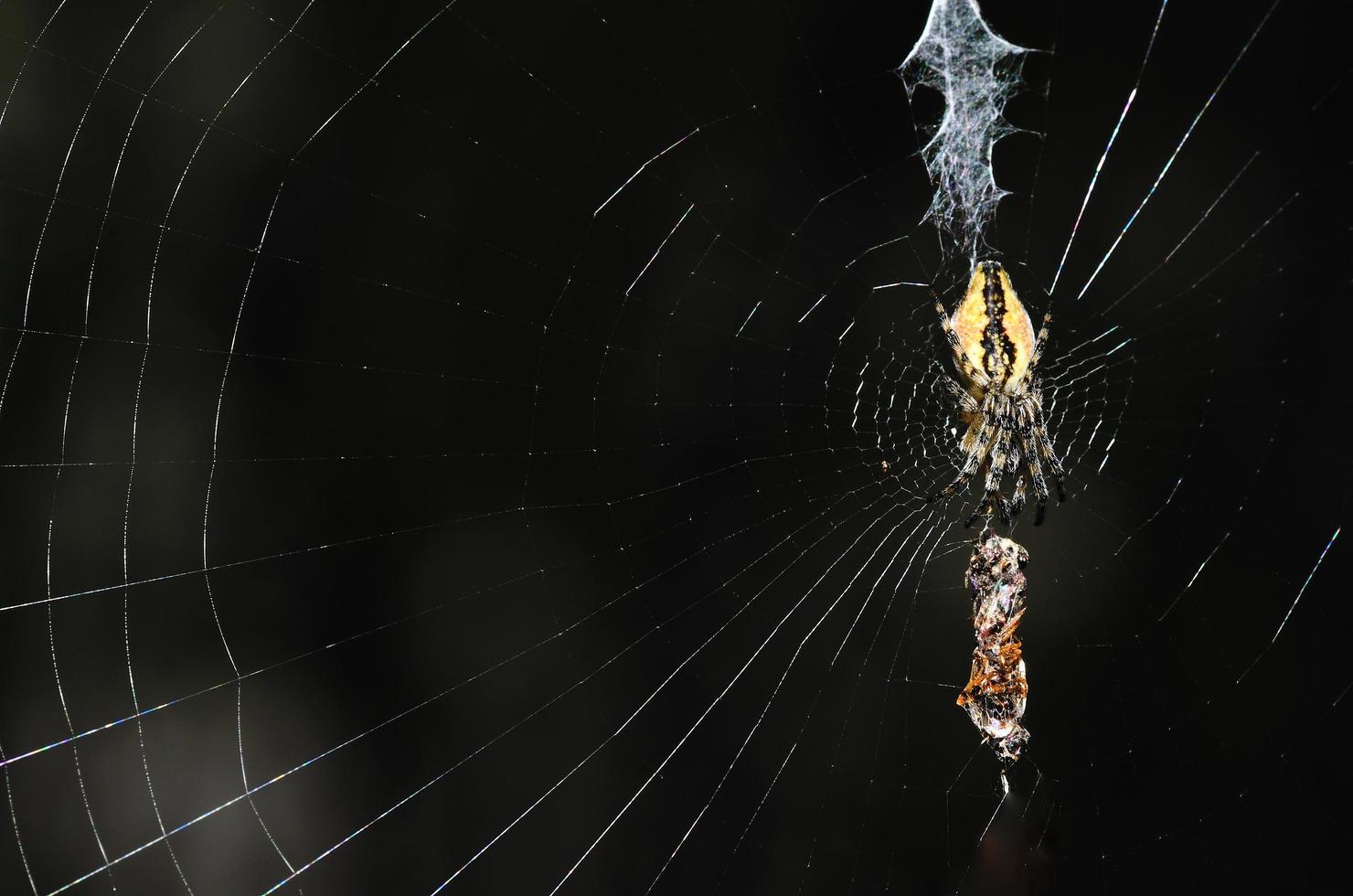 araña en web con presa foto