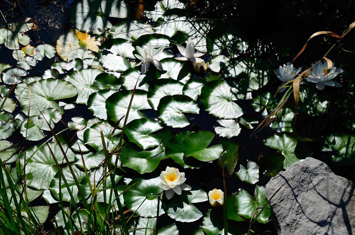 water lilies in a pond photo