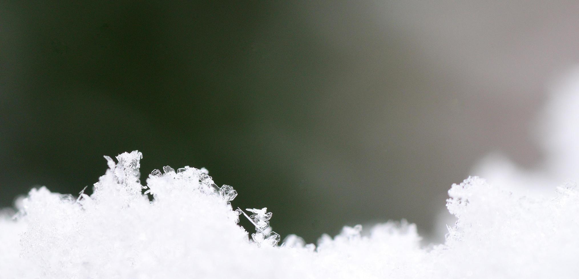 many snow crystals with dark green panorama photo