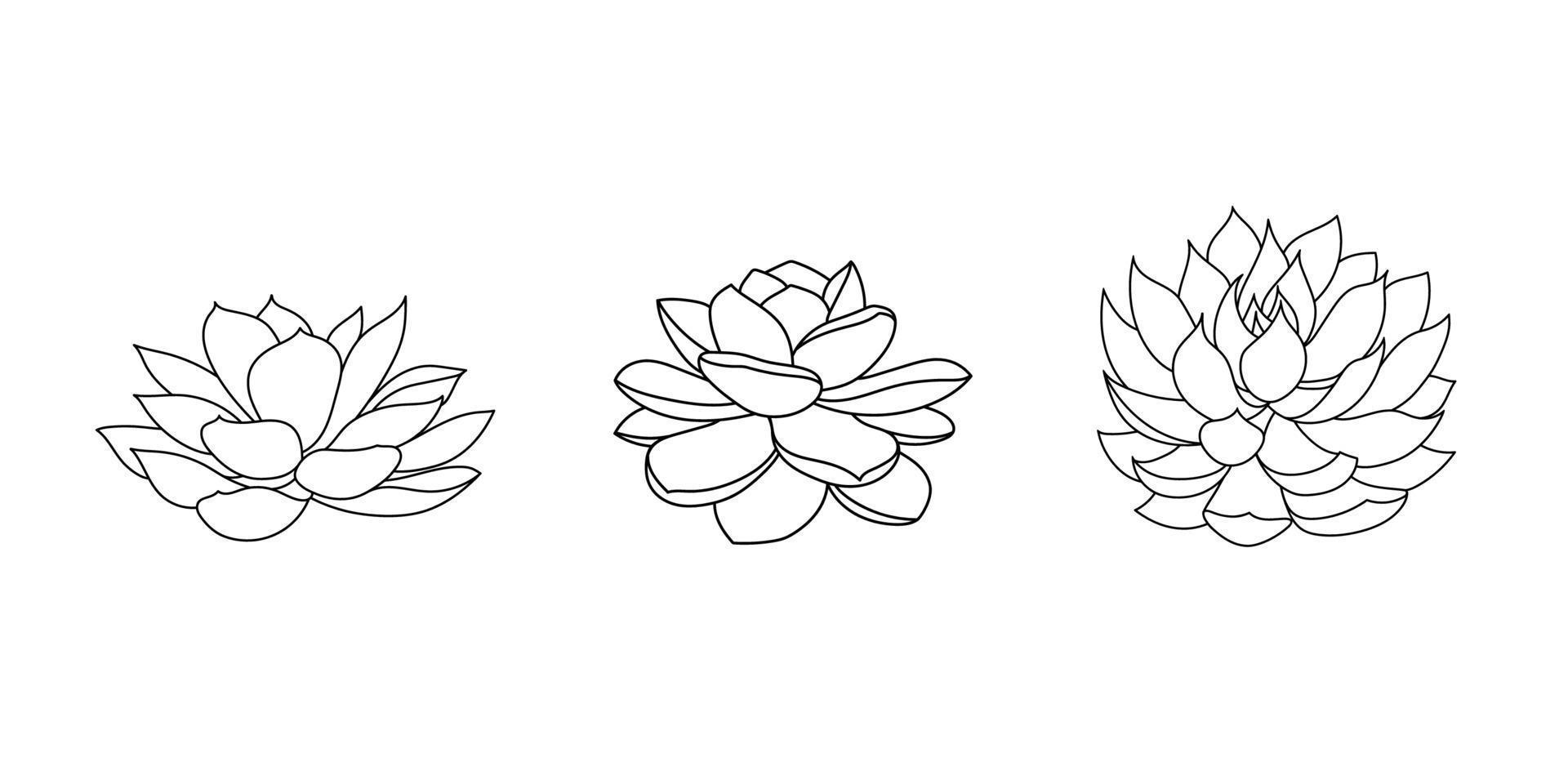 Succulent echeveria set - laui, agavoides, hercules. Hand drawn plant in doodle style. Graphic sketch home flower. Vector illustration, isolated black elements