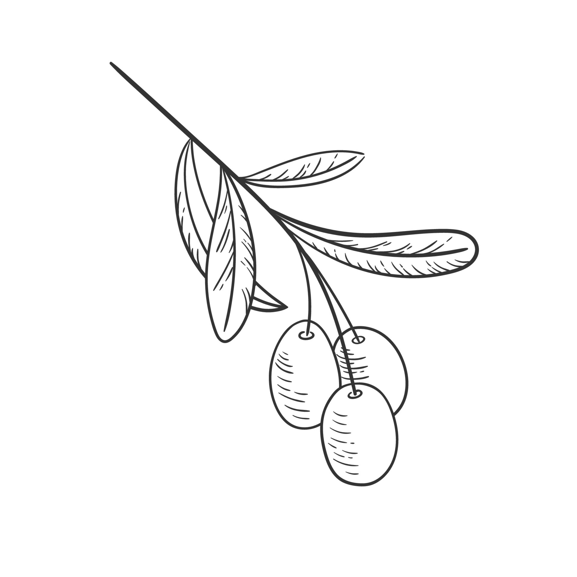Vector sketch of olive tree branch  olive  Stock Illustration  77237013  PIXTA