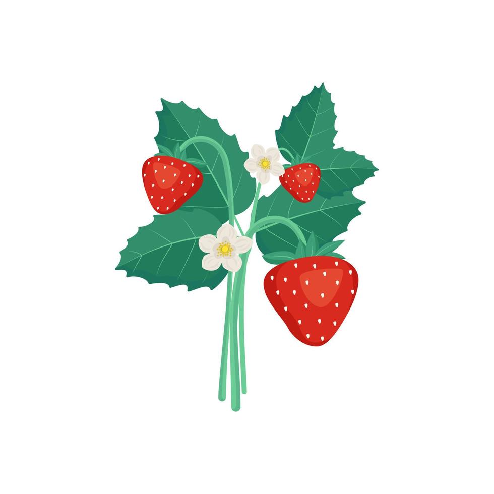 Strawberries with leaves and flowers. Harvesting in the garden or forest. Delicious sweet food, snack, dessert vector