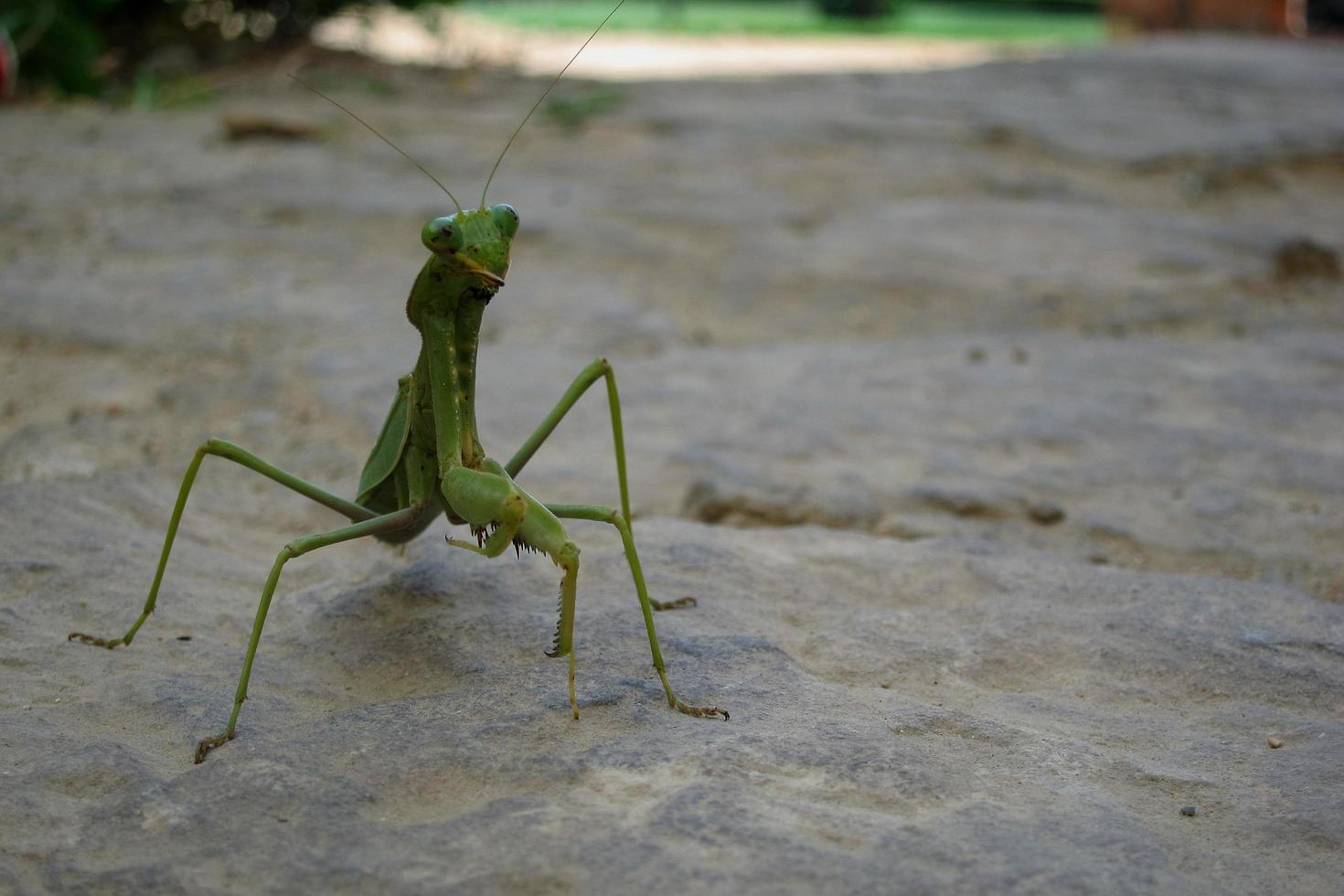 mantis on a street photo