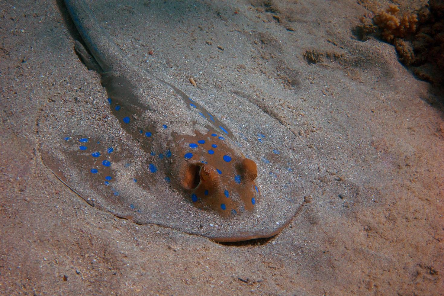 stingray close on the seabed photo