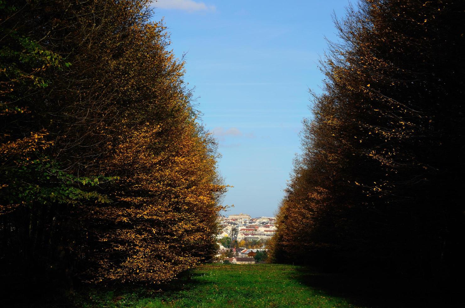 bosque de otoño en la ciudad de viena foto