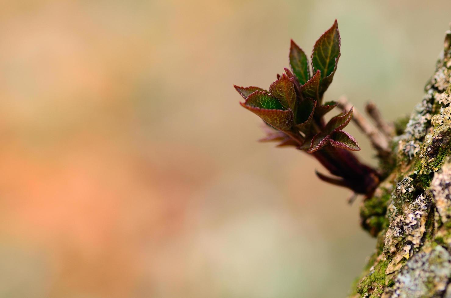 fresh sprouts on a tree bark photo