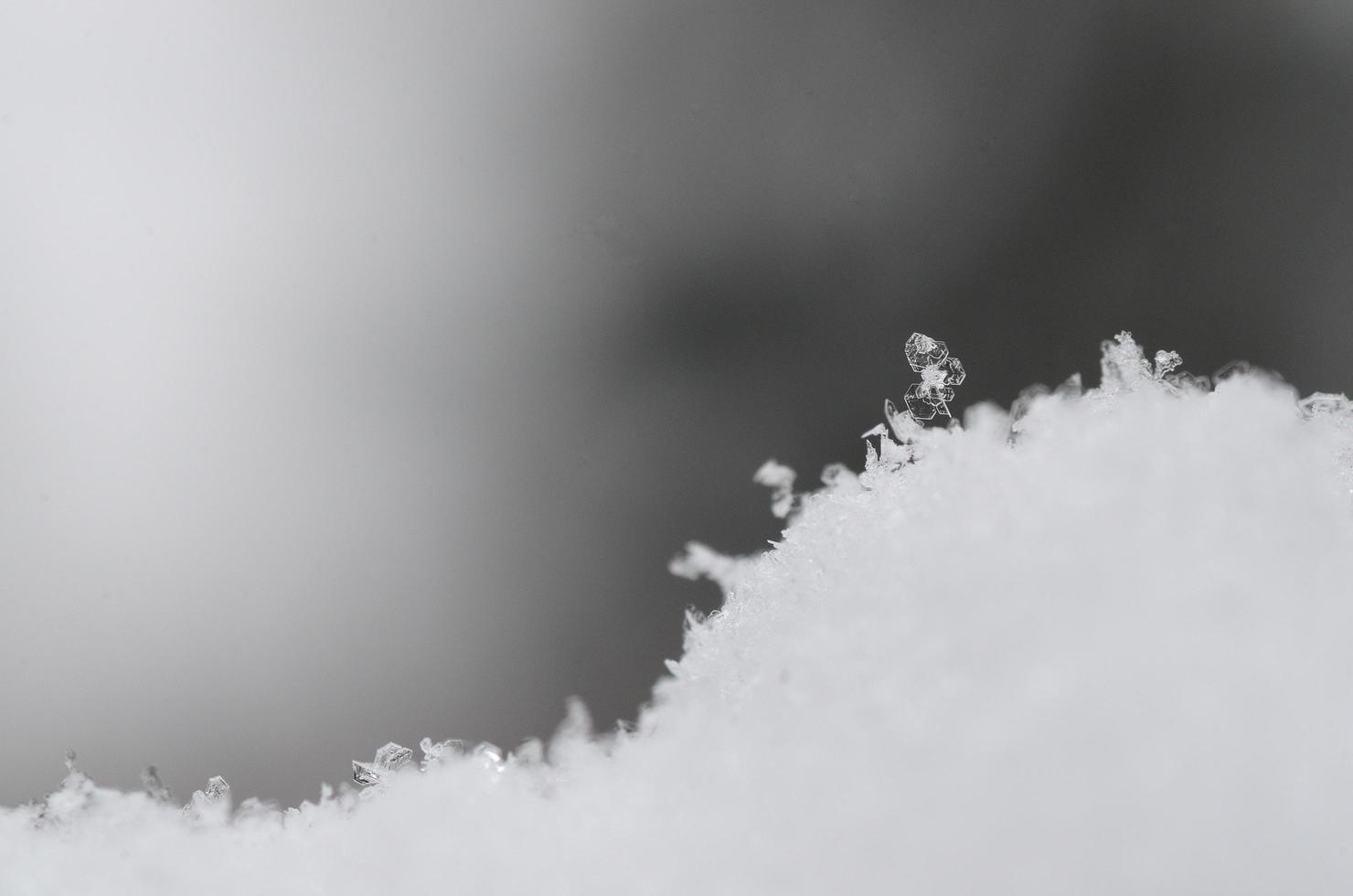 single snow crystal with gray photo