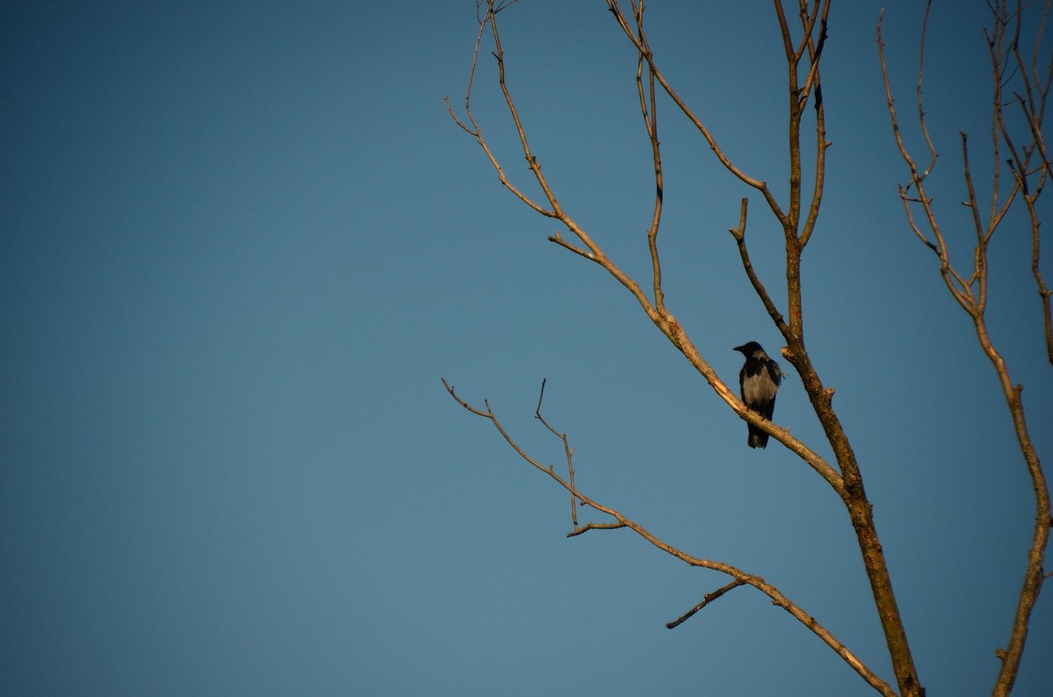 cuervo en árbol con cielo azul foto