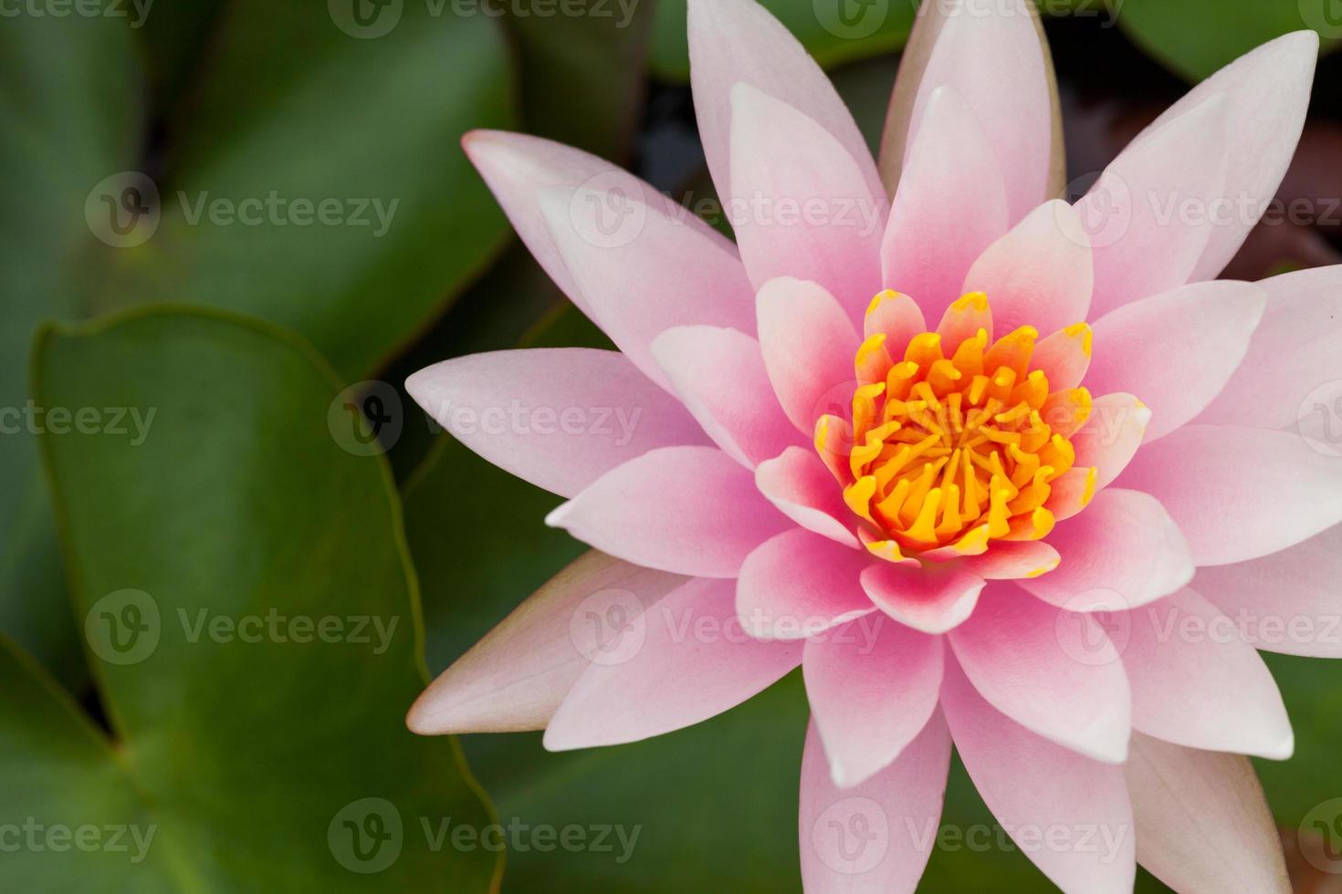 fondo de naturaleza de flor de loto rosa foto