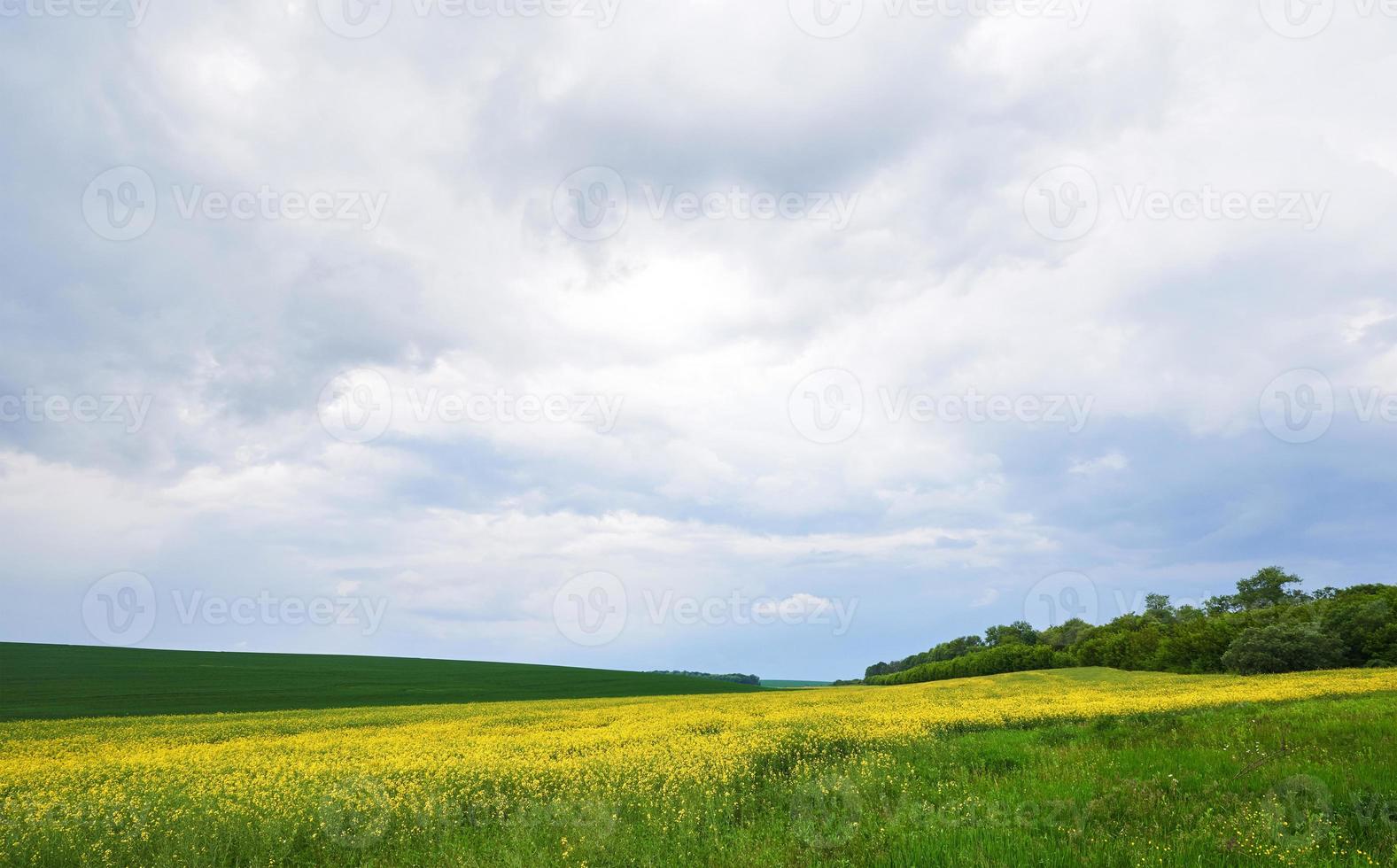 Field of bright yellow rapeseed in spring. Rapeseed Brassica napus oil seed rape photo