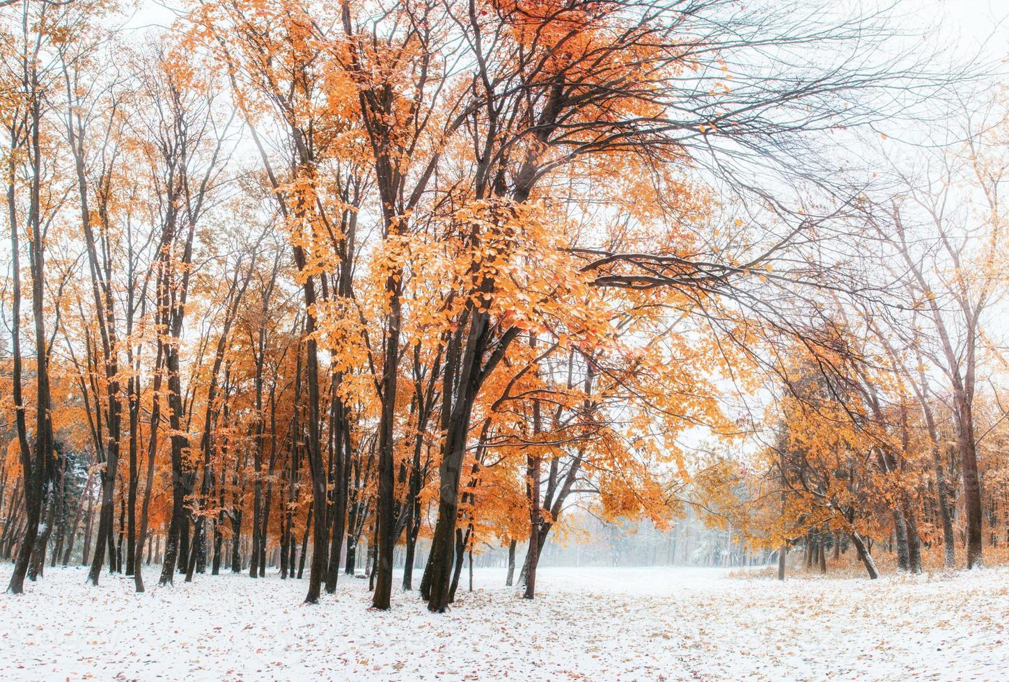 octubre bosque de hayas de montaña con primera nieve de invierno foto