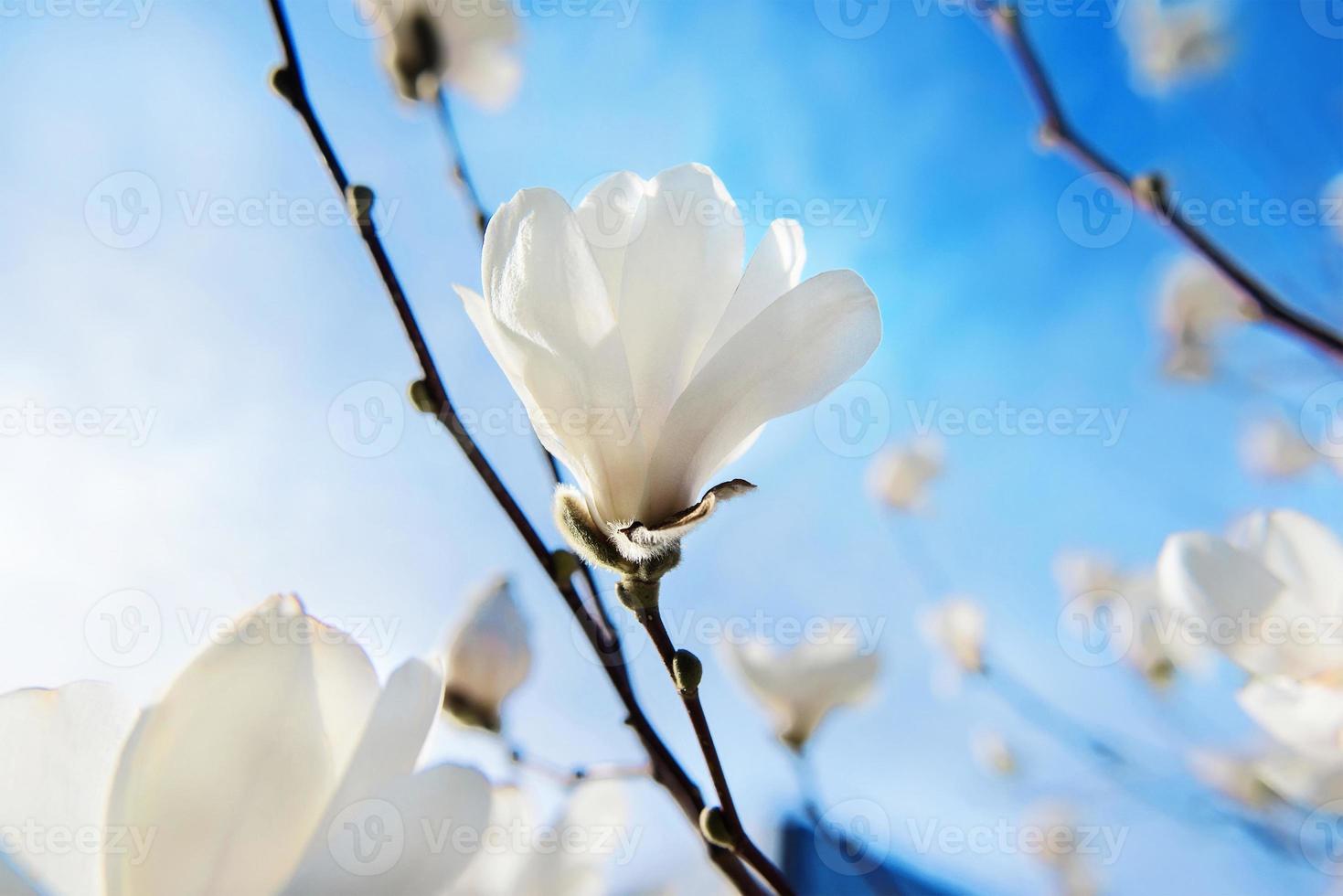 white blooming magnolias on blue sky background at spring photo